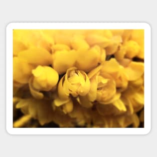 Gorse Bush Flowers (Ulex europaeus) Sticker